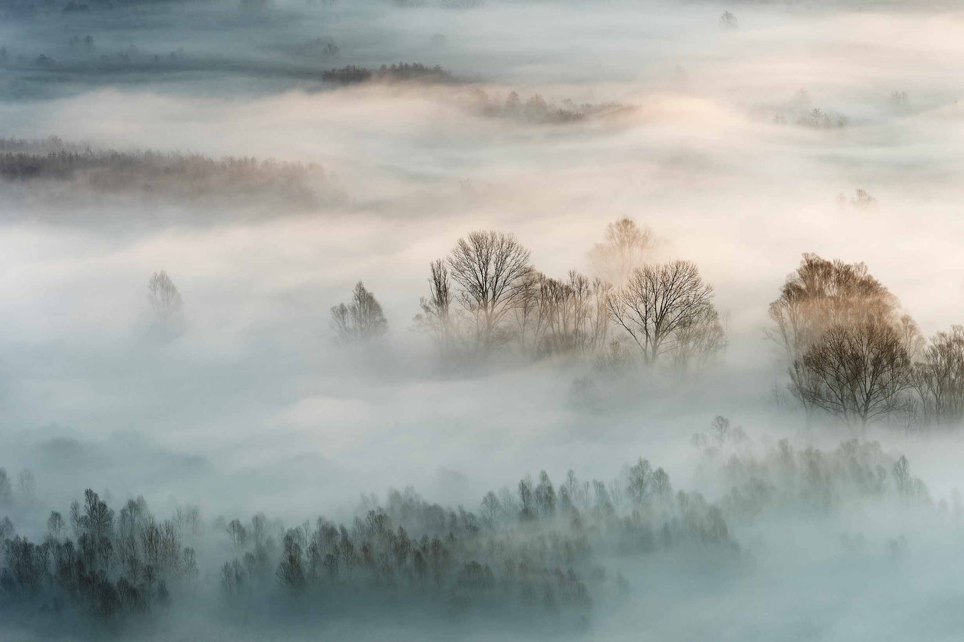 panoramiques forêt.