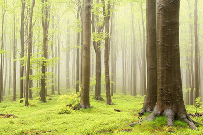 Papier Peint Forêt Printanière