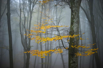 Papier Peint Photo La Forêt en Automne