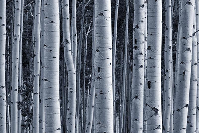 Aspen Birch Forest Wall Mural-Landscapes & Nature,Patterns,Textures,Best Rated Murals-Eazywallz