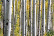 Aspen Birch Trees Wall Mural-Landscapes & Nature-Eazywallz