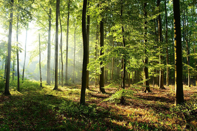 Papier Peint Forêt Matinale