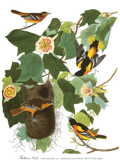 Papier Peint Orioles