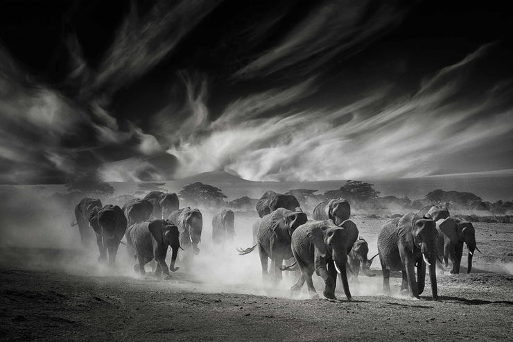 Papier Peint Photo Ciel, Poussière et Éléphants