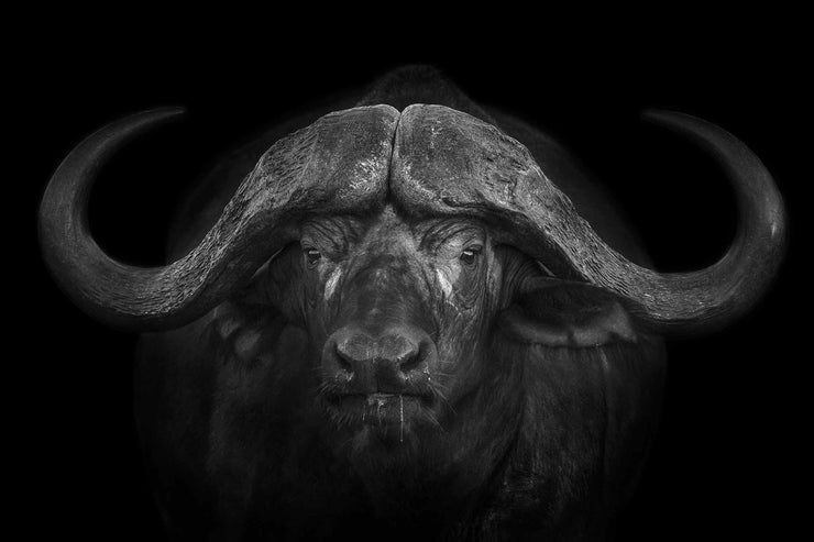 Photo Wallpaper The Buffalo