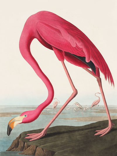 Papier Peint Flamingo