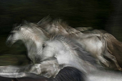 Papier Peint Photo Chevaux Blancs