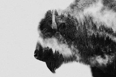 Photo Wallpaper Bison