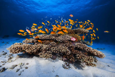 Photo Wallpaper Marine Life