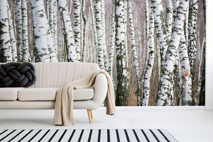 Birch Forest Wallpaper Mural