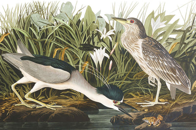 Night Heron Wallpaper Mural