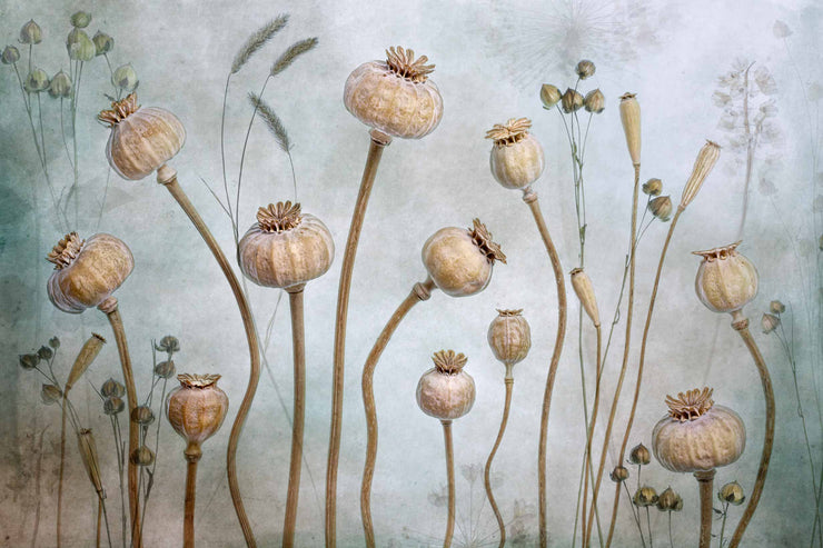 Photo Wallpaper Papaver