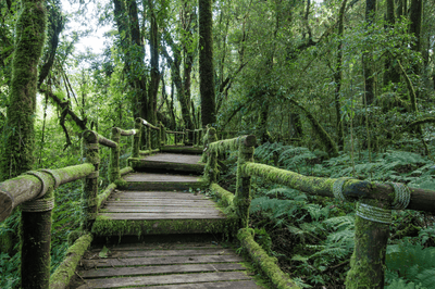 Primeval Forest Path Wall Mural-Landscapes & Nature-Eazywallz