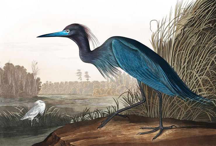 Blue Crane Wall Mural