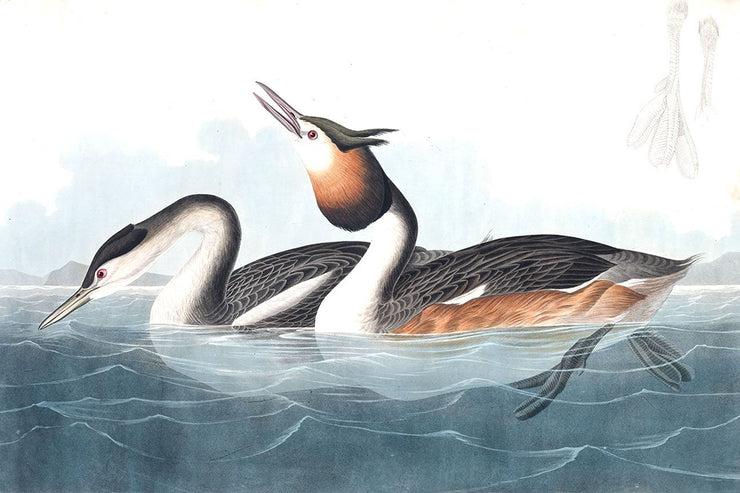 Crested Ducks Wall Mural