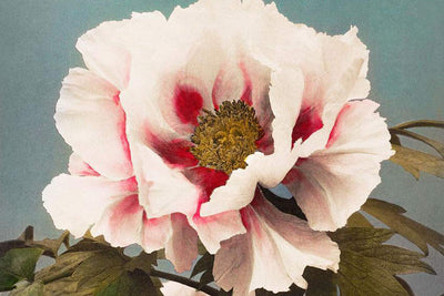 Vintage Peony Painting Wall Mural